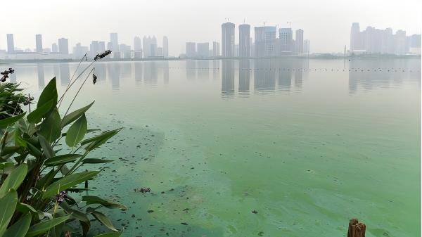 熱點追蹤丨長江流域藍藻水華暴發(fā)：從富營養(yǎng)化到快速檢測的全面透視